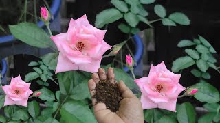 Fertilizer for Rose plant  பருவகால மற்றும் உரம் இதுல ஒரு கைப்பிடி போடுங்க Rose plant growing Tips [upl. by Elden714]