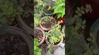 epsom Salt on plant how to use [upl. by Ranitta53]