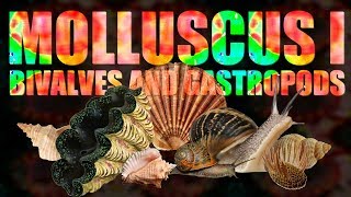 Mollusca I  Bivalves and Gastropods [upl. by Walczak501]