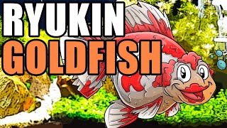 Ryukin Goldfish  Ryukin Goldfish Info and Care  Fancy Goldfish [upl. by Jocelin]