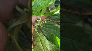 Cinnamon Apple Pouteria glomerata ex hypoglauca in bloom [upl. by Scully]