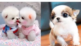 call me your name animals grow up baby dog cute and funny video [upl. by Ximenez]