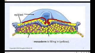 Human Gastrulation Lets Build the Three Germ Layers of the Human a Live Lecture [upl. by Annoek]