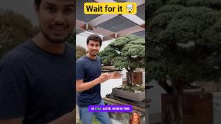 The Japanese Art of Bonsai Trees  🤯 shorts dhruvrathee trending viral [upl. by Garneau]