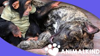 Tiny chimp and mastiff have the cutest friendship [upl. by Avner687]