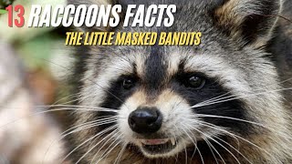 13 Facts about Raccoons  The Little Masked Bandits [upl. by Pardo]