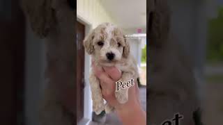 Cavapoochon Puppies cavapoopuppy cavapoochon cavapoolove babiesandpuppies puppy [upl. by Poree817]