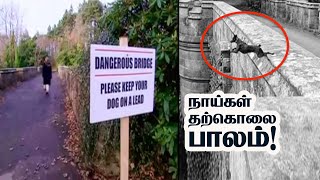 நாய்கள் தற்கொலை செய்யும் பாலம் I Dog Suicide Bridge [upl. by Salb]