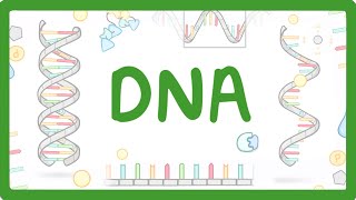 GCSE Biology  What is DNA Structure and Function of DNA 65 [upl. by Elram996]