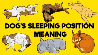 What Your Dogs Sleeping Position Reveals About Its Personality [upl. by Yessydo167]