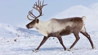 Top 10 Facts About Reindeer [upl. by Aneret807]