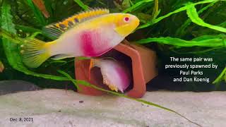 Albinistic Kribensis PELVICACHROMIS PULCHER [upl. by Pharaoh]