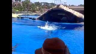 The dolphin show at Aqualand Tenerife [upl. by Arahk]