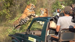 Taru vs Shambhu Part 1 wildlife tadoba forest tiger safari fight fighting [upl. by Kcirdor239]