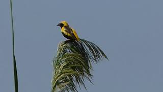 Obispo coronigualdo Tejedor amarillo  Yellow crowned bishop  Euplectes afer [upl. by Alilad]