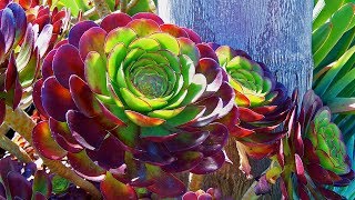 5 Things You Didnt Know About Succulents  Aeonium Arboreum Atropurpureum [upl. by Euqinobe]