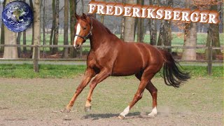 TOP Beautiful Frederiksborger Horse in the World [upl. by Entirb]