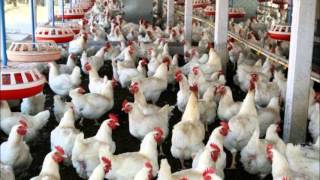 POULTRY TRAINING LITERATURE CONTACTS DRASHRAF SAHIBZADAwmv [upl. by Alyks229]