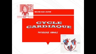 Le coeur et Le cycle cardiaque [upl. by Norven239]