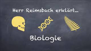 Homologie und Analogie Biologie Evolution Oberstufe [upl. by Aneeram]