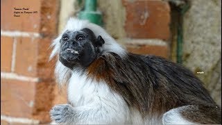 Le repas des Tamarins Pinchés  Safari de Peaugres  Ardèche  France [upl. by Peg]