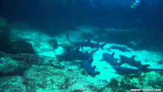 Cocos Island Diving at Alcyone [upl. by Badr]