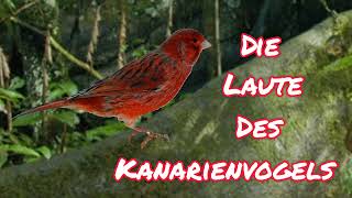 Die Laute des Kanarienvogels kanarienvogel lovethenature tierlaute [upl. by Felicle]