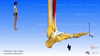 La jambe Loge antérieure Le retinaculum de la loge des extenseurs du pied [upl. by Iddo]