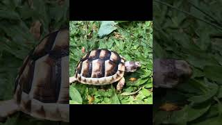 Southern European Marginated Tortoise Hatchling [upl. by Carlo]