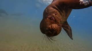 Swimming with Sea Lions  Galapagos Islands [upl. by Chiquia]