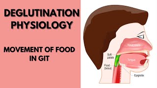 Deglutination physiology notes Mastication and Deglutination [upl. by Tobi]