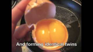 How Identical Twins are Made honors genetics project 2 [upl. by Quintina]