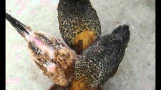 Cheap coop plans  easy to build coop plans  pheasant  turkey  quail  chicken  coop designs [upl. by Neerod]