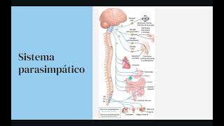 Fisiología del sistema autónomo receptores y neurotransmisores metabotrópicos  ionotrópicos [upl. by Agler]