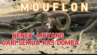 Mouflon  Nenek moyang dari semua ras domba dombamouflon [upl. by Jacobah]