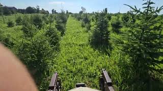 Mowing between Christmas trees with our Grasshopper mower [upl. by Brenk]