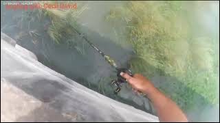 Amazing Snakehead hunting season [upl. by Lorelle348]