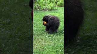 Just a porcupine eating a nectarine 🍑 so cute 😊 porcupine porcupineeating [upl. by Niryt67]