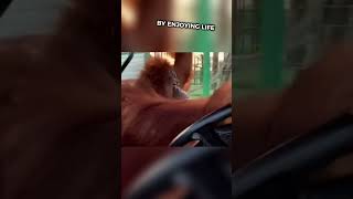 Orangutan drives a car in style 😱 [upl. by Ennairb]