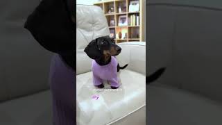 Buttercup sings another song starboxdachshunds buttercupstarbox starbox dachshund [upl. by Radu]