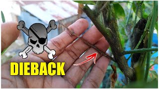 Dieback Disease In Lemon amp Dieback Treatment IN HINDI Citrus Dieback Disease [upl. by Dreddy]