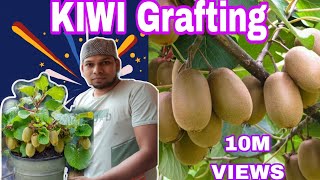 How to grow kiwis tree growingGrowing kiwis at homefruitsgardening grafting [upl. by Janeczka546]