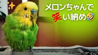 【メロンちゃんで笑い納め】おしゃべりインコメロンちゃん [upl. by Anoet]