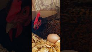 Whats So Special About The Barnevelder Chicken [upl. by Kial]