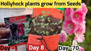 Tips To Grow Hollyhock From Seeds in 3 days  How to grow Hollyhock from seeds AZ Details [upl. by Velleman]