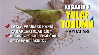 Kuşlar İçin YULAF TOHUMU  Faydaları ve Zararları  Muhabbet KuşuKanaryaHint BülbülüPapağan [upl. by Aenotna102]