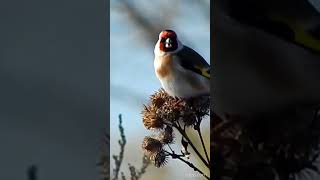 Щиглик звичайний Carduelis carduelisbirdsSongрепях [upl. by Kcirdneked]