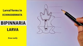 how to draw Bipinnaria larva step by step  Larval forms in ECHINODERMATA  BIPINNARIA LARVA [upl. by Eseneg146]