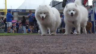 Furry friends stealing hearts instead of bases at Buffalo Bisons Dog Days at Sahlen Field [upl. by Ulah]