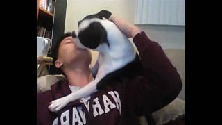 When Boston Terrier Puppy AttacksWith Kisses [upl. by Hayouqes]